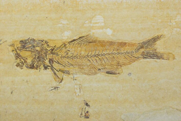 Fossil Fish (Amphiplaga) - Uncommon Species #373890